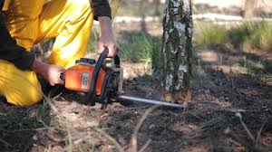 Best Tree Preservation Services  in Haines City, FL