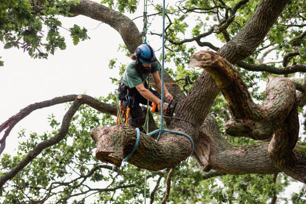 Best Leaf Removal  in Haines City, FL