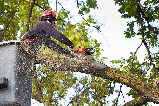 Best Commercial Tree Services  in Haines City, FL