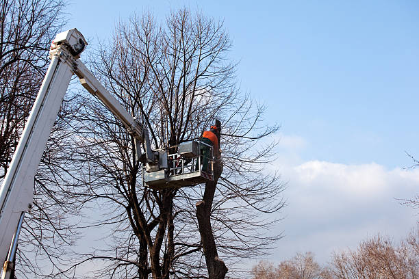 How Our Tree Care Process Works  in  Haines City, FL