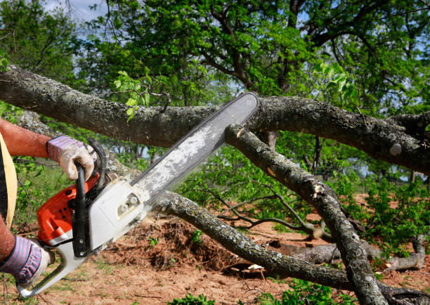 Best Tree Maintenance Programs  in Haines City, FL