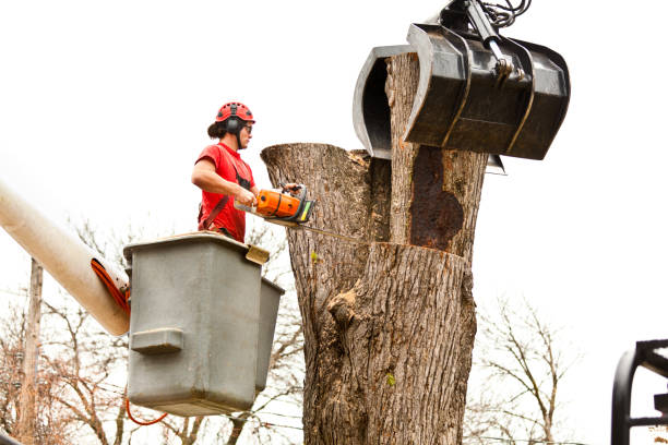 Tree Services