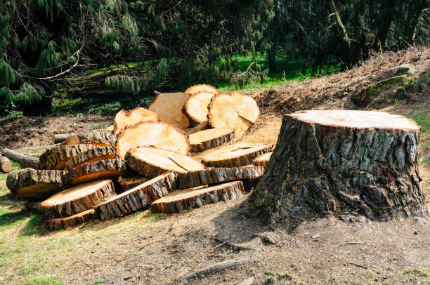 Best Emergency Tree Removal  in Haines City, FL